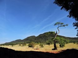 Autor: Thiago Ferreira