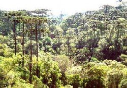 TURVO, PARANÁ, BRASIL