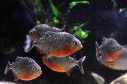 Aquário Marinho é atração turística de Paranaguá