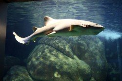 Tubarão-lixa será nova atração do Aquário de Paranaguá