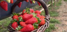 Rota Turística do Morango integra agricultura e turismo
